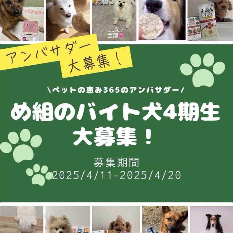 め組のバイト犬4期生募集します！
