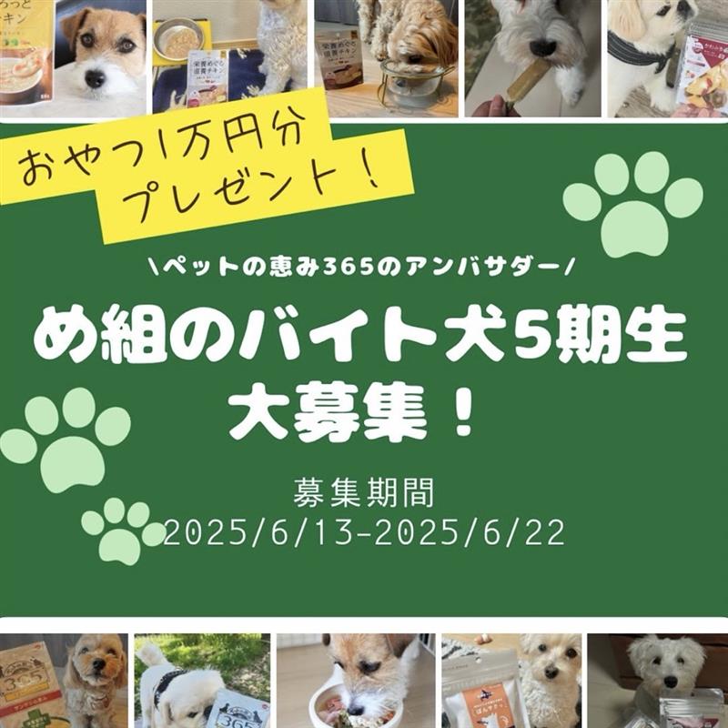 め組のバイト犬5期生募集します！