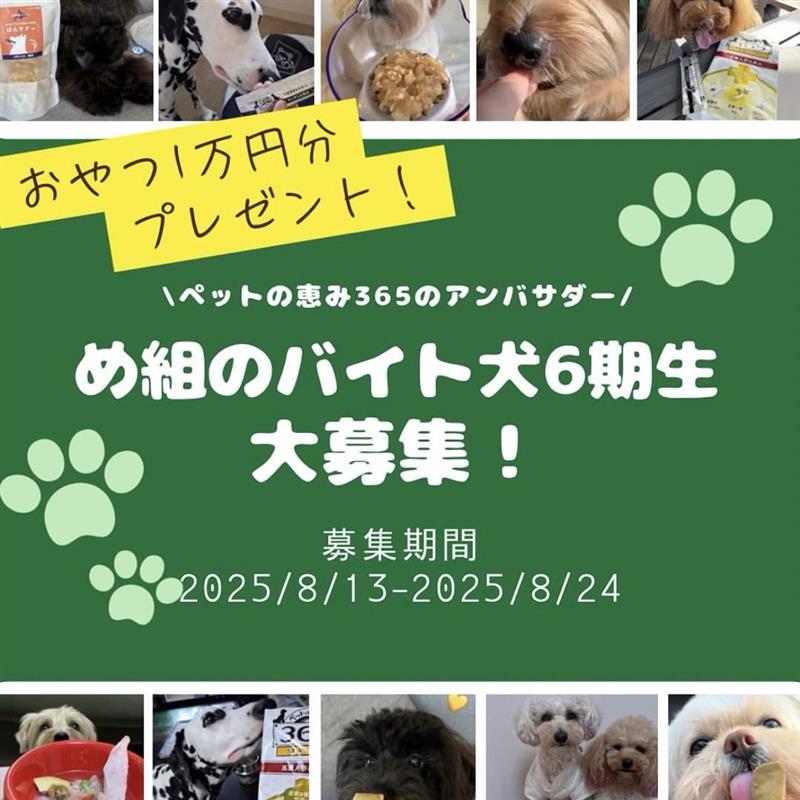 め組のバイト犬期6生募集します！