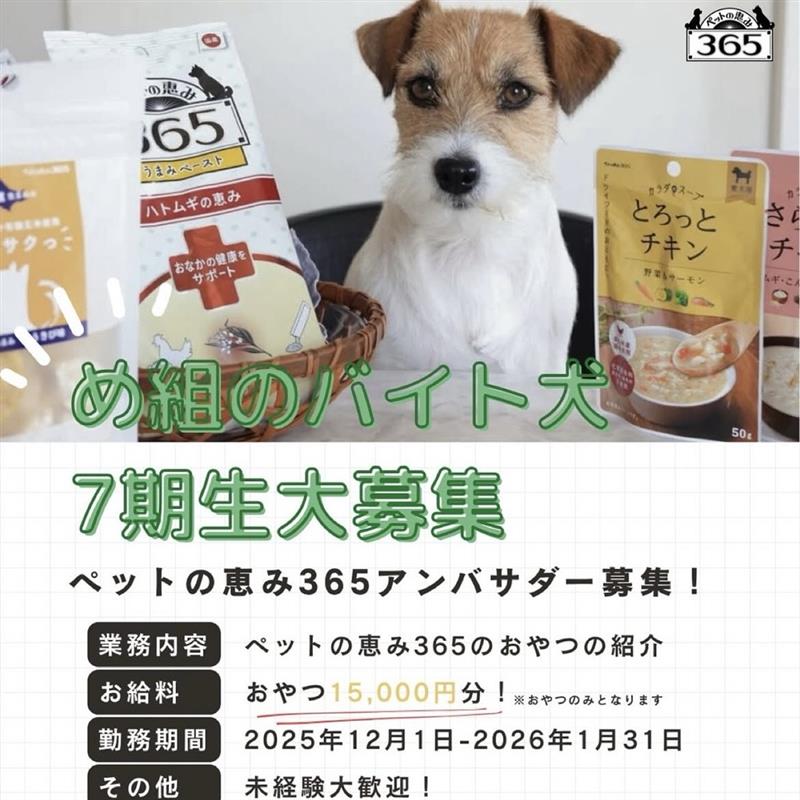 め組のバイト犬期7生募集します！