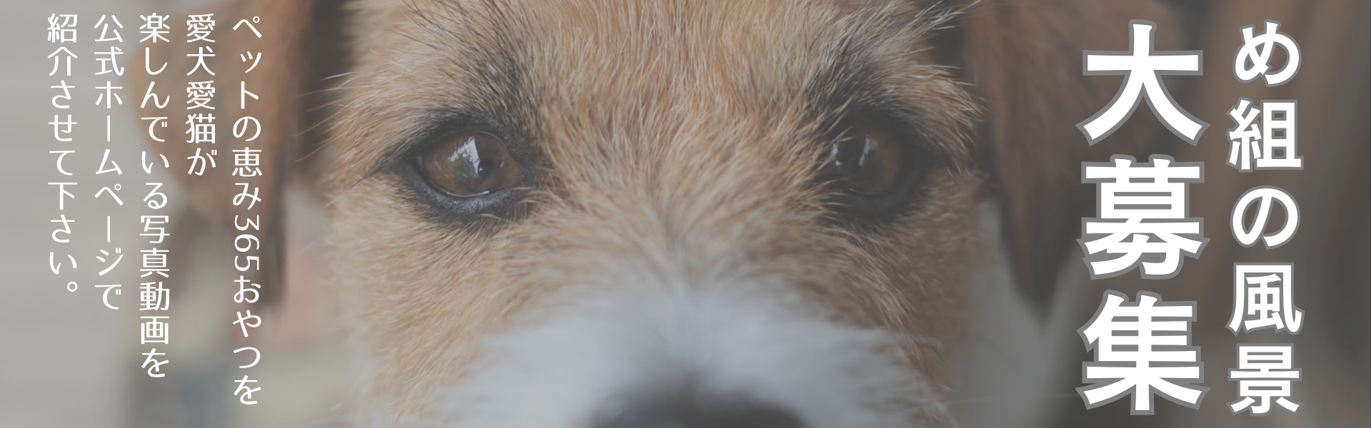 め組の風景募集中