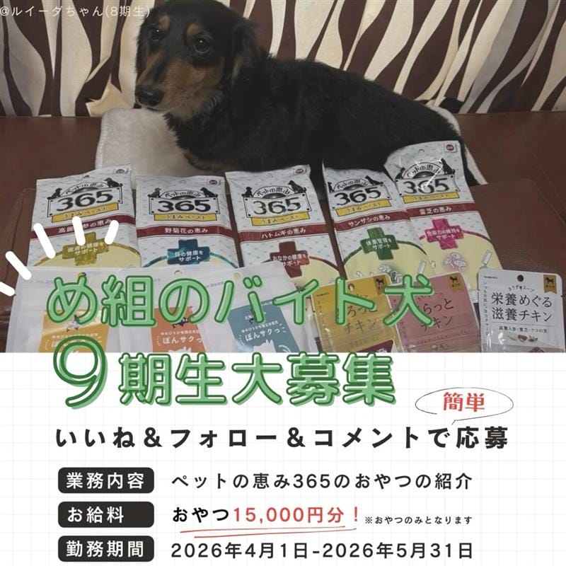 め組のバイト犬９期生募集します！
