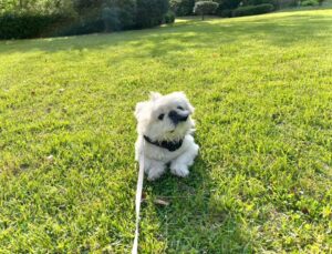 め組の社員犬 ザック君