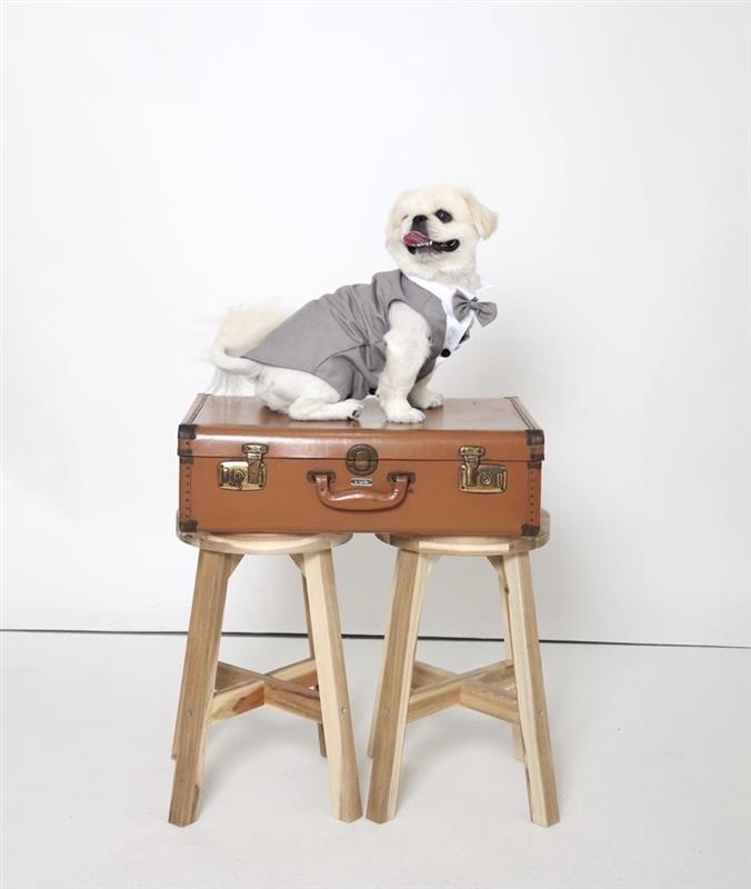 「め組の社員犬」長期アンバサダー・ザック君のご紹介！