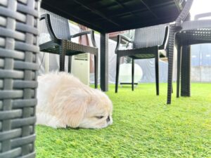 め組の社員犬 ザック君