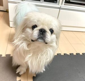 め組の社員犬 ザック君