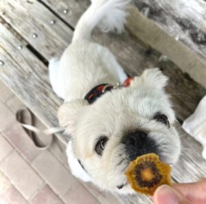 め組の社員犬 ザック君