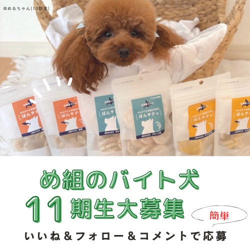 バイト犬11期生を募集します！