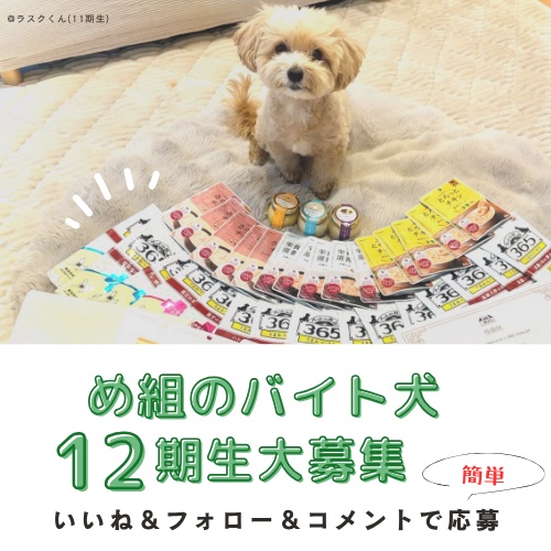 バイト犬12期生を募集します！